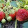 Strawberry Gardener Sephir, P9 Pot, 1 pc, summer 2024