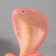 New Year's piggy bank "Cobra on the chest" 20 x 17 x 12 cm.