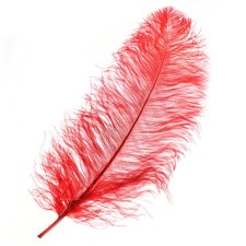Feather for decor, length: from 45 to 60 cm, burgundy color