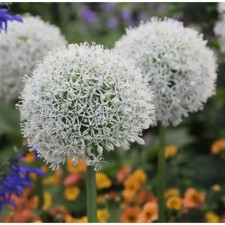 Onion decorative Mount Everest, 18/20 rr, 1 pc, 100 h (cm), autumn 2024