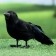 Figure "Raven" 20x6x10cm