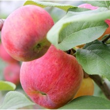 Seedling apple tree, a stem beauty of Sverdlovsk, a winter variety, a pot 2l., Summer 2024