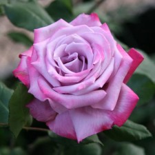 Seedling rose 