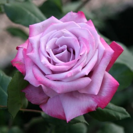 Seedling rose "Paradise", tube, spring 2025