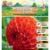 Georgina decorative "Bantling", rr I, 1 pc, spring 2024