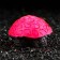 Decor for the Aquarium Coral Faviidae, 5 x 2.5 cm, silicone, pink