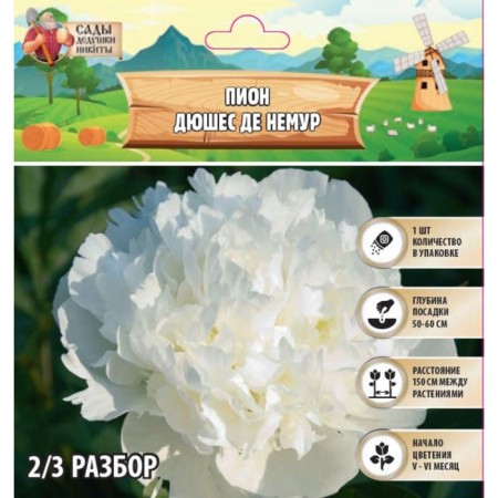 Pion "Duchesse de Nemurs", rr 2/3, 1 pc,-1