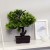 Dracaena
