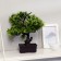 Bonsai in the pot "Dracain miniature" 12x28 cm