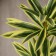 Flowers artificial "Palma Homemade Lux" 83 cm, light green
