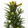 TISS Medium "Hicky", P9, 1pc, h 3-20 cm, summer 2024