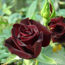 Seedling rose 