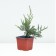 Juniper Chinese "Kurivao Gold", P9, 1pc, h 3-20 cm, summer 2024