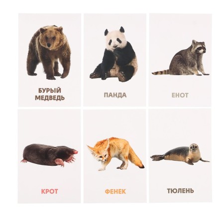 Developing cards "Wild animals"-4