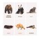 Developing cards "Wild animals"