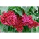 Ordinary Lilac Red Moscow, C1.3 pot, 1 pc, summer 2024