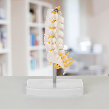 Lumbar of the spine "Lumbar" 18*12*8cm-1