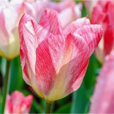 Tulip Foster Flaming Purissima, 10/11 rr, 10 pcs, 35 h (cm), autumn 2024