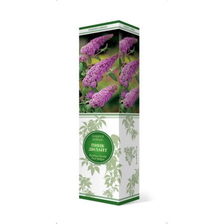 Buddlaya David "Pink Dilait", 1 pc, tube, spring 2025-3