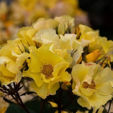 Seedling rose Ali Darata, floribunda, pot 2 l., Summer 2024