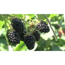 Black blackberry agavam, C2 pot, H20-40 Height, 1 pc, summer 2024