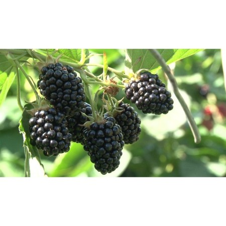 Black blackberry agavam, C2 pot, H20-40 Height, 1 pc, summer 2024