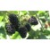 Black blackberry agavam, C2 pot, H20-40 Height, 1 pc, summer 2024