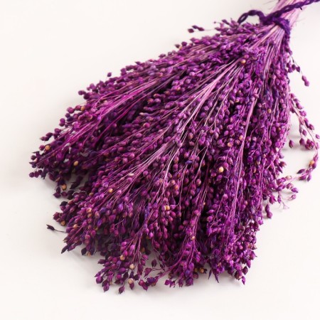 Set of dried flowers "millet", banch length 45 (+/- 6 cm), purple-2