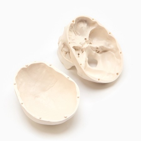 Model "Human Skull" 10*10cm-3