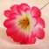 Artificial flowers "Loner Chrisp" D-11 cm H-20 cm, pink