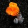 Decor for the Aquarium "Coral on the platform" Silicon, 6 x 4 x 7 cm, orange