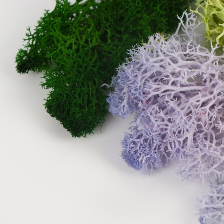 Set of dried flowers "moss", color mix-2