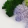 Set of dried flowers "moss", color mix