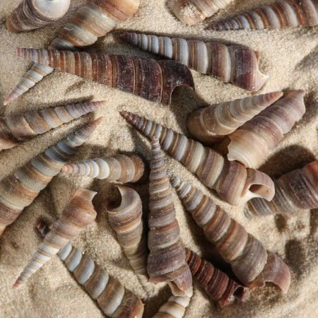 Set of shells, 3 - 5 cm, 100 g-1