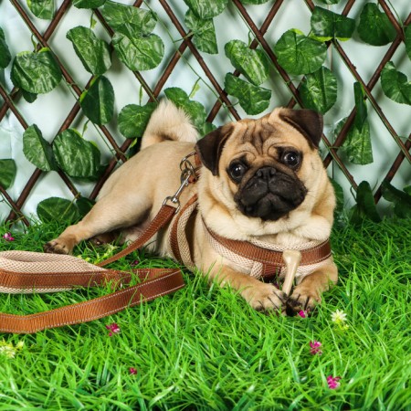 The ammunition set is soft, reflective, leash 120 x 2 cm, Osh 46-69 cm, brown-9