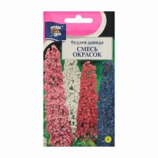 Budley flowers 