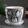 Flower crocus 1 liter pot