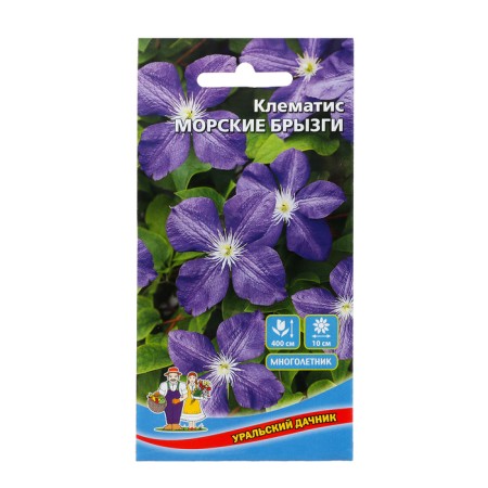 Flowers Clematis "sea spray", 5 pcs,