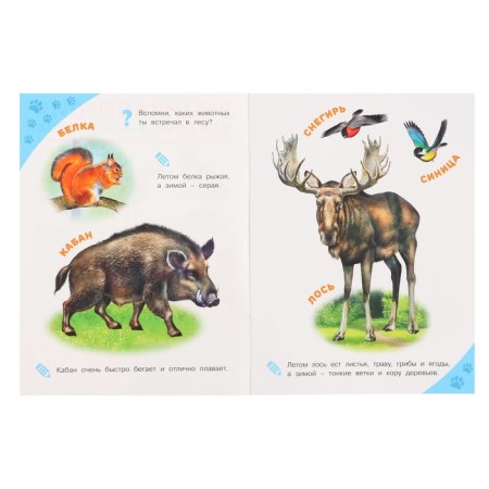 Encyclopedia for the smallest "Forest animals"-3