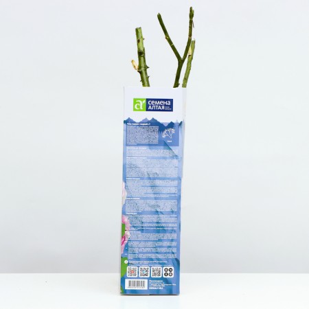 Shard Rosa Schrab "Lira", Kustovaya, 1 pc, spring 2024-2