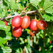 Gooseberry Mashek, C5 pot, 1 pc, summer 2024