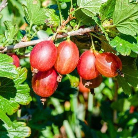 Gooseberry Mashek, C5 pot, 1 pc, summer 2024