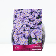 Astra shrubby lady in BLU, rr I, 1 pc, spring 2025