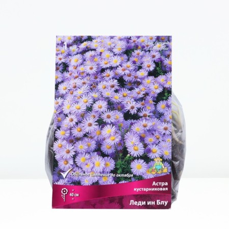 Astra shrubby lady in BLU, rr I, 1 pc, spring 2025