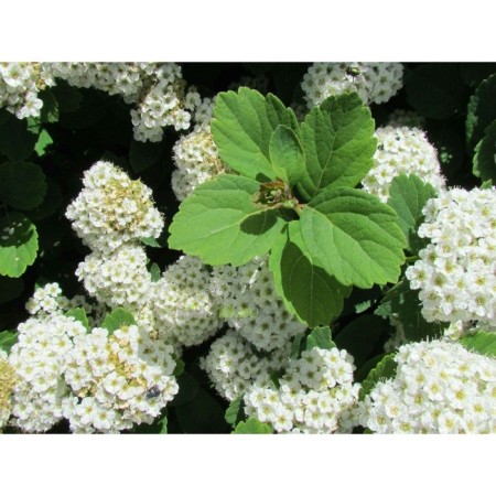 Spirea Birch-Leaf Iceland, C2 pot, H10-50 height, 1 pc, summer 2024