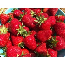 Strawberry Garden Lauretta, P9 Pot, 1 pc, summer 2024