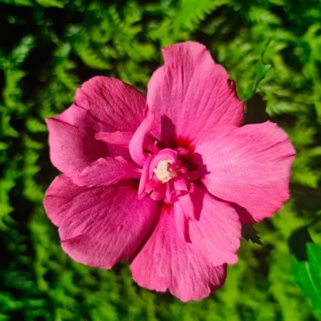 Syrian seedlings Syrian "Flower Tower Ruby", pot P9, Summer 2024