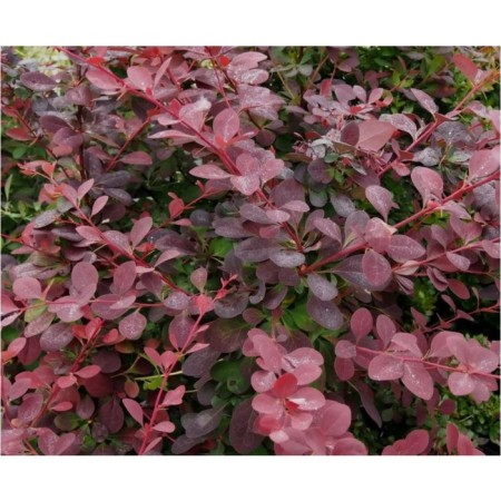 Barberis Ottavsky Superbia, pot C2, 1 pc, summer 2024