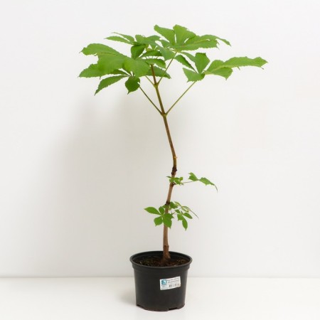 Castan ordinary cashtan, s3 pot, n20-30 height, 1 pc, summer 2024-1