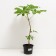 Castan ordinary cashtan, s3 pot, n20-30 height, 1 pc, summer 2024